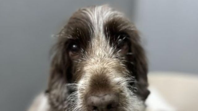 Pet Image